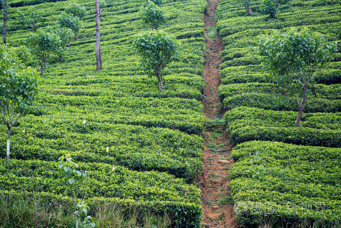 在斯里兰卡的茶叶种植园景观