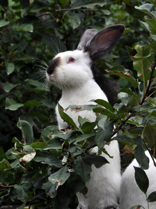 加州品种的兔子