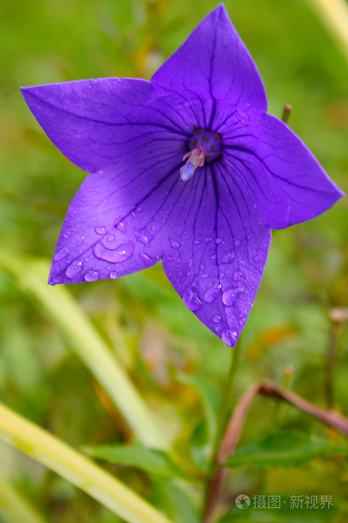 蓝铃花的特写