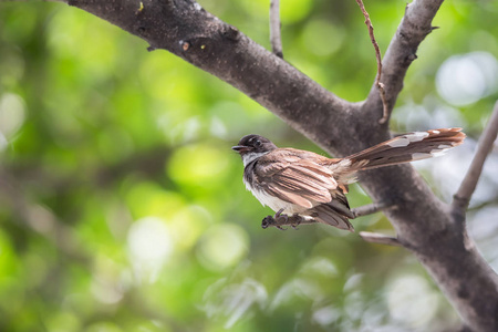 鸟 马来西亚扇 在自然狂放