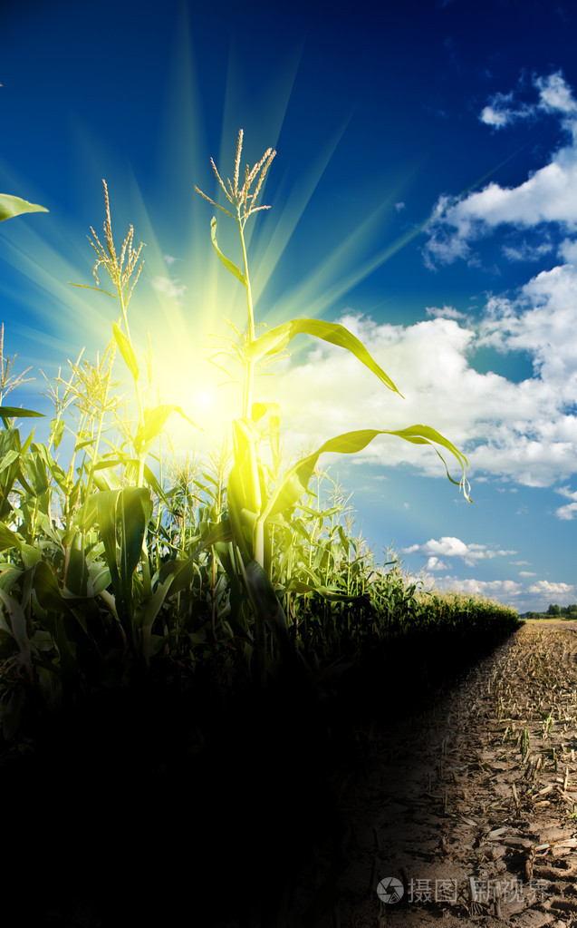在玉米地日出照片-正版商用图片028879-摄图新视界