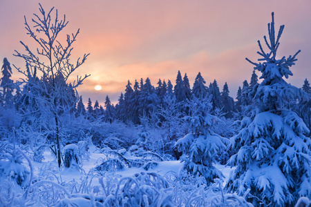 德国哈兹山冬季森林