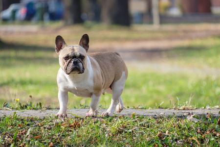 可爱的法国斗牛犬