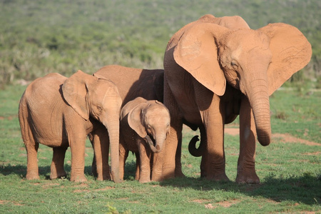 非洲大象家庭