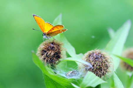 稀有铜 Lycaena virgaureae 蝶