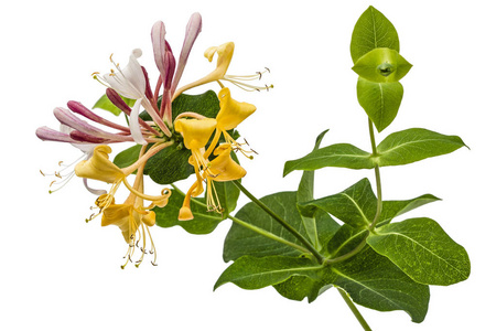 金银花粉红色图片-金银花粉红色素材-金银花粉红色插画-摄图新视界