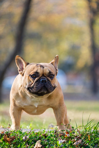 可爱的法国斗牛犬