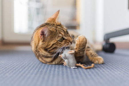 美丽的孟加拉猫玩鼠标玩具在房子里