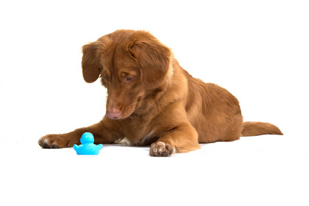 新斯科舍省鸭子收费猎犬躺在地板上看它的橡胶鸭玩具
