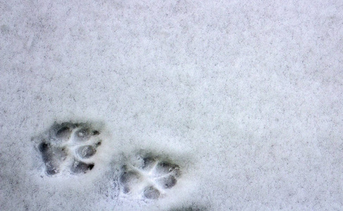 雪中的两条狗脚印