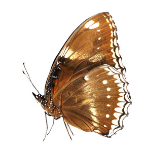 大 eggfly 蝶的分离雌性 Hypolimnas bolina