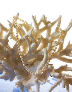 以珊瑚为背景的珍珠项链