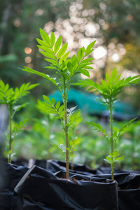 万寿菊鲜花的花园里