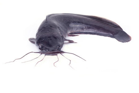 河鲶鱼鲢鱼头巨大的河鲶和鱼在普里皮亚特河切尔诺贝利核电站的冷却池