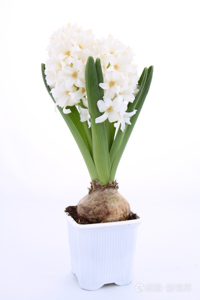 白色风信子