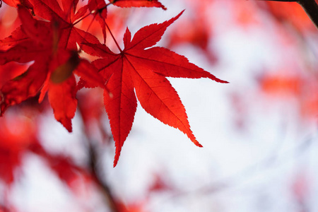 北海道秋季景观
