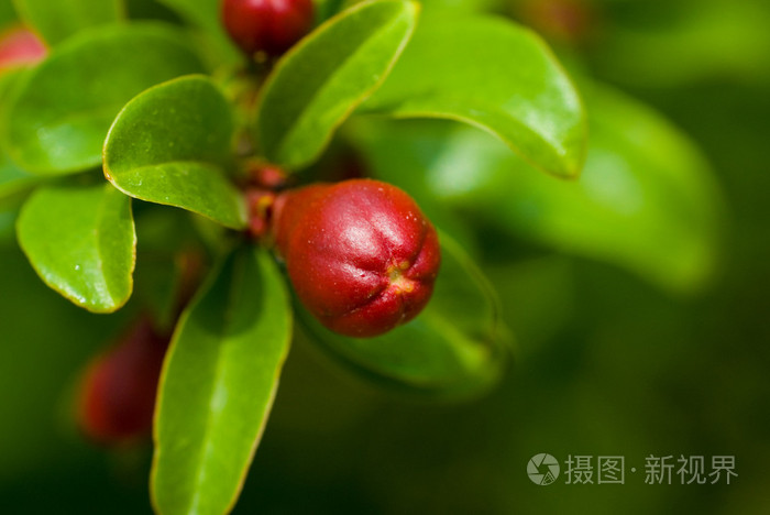 天然背景上绿叶中的石榴芽