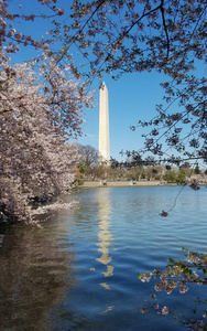 美国华盛顿特区的樱花节图片