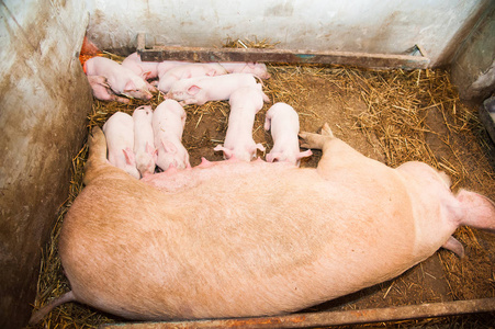 小猪养猪场中的小猪哺乳照片