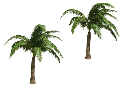 椰子树，椰树 coconut palm的名词复数 