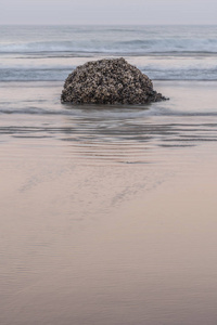 沿海滩的软体动物覆盖岩石图片
