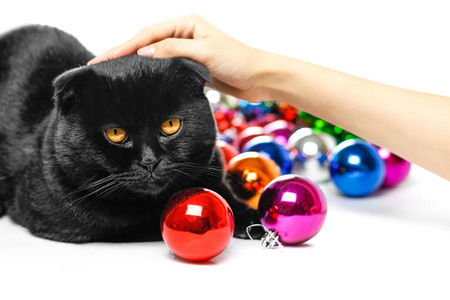 黑苏格兰折叠猫和圣诞玩具。的背景
