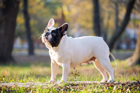 可爱的法国斗牛犬