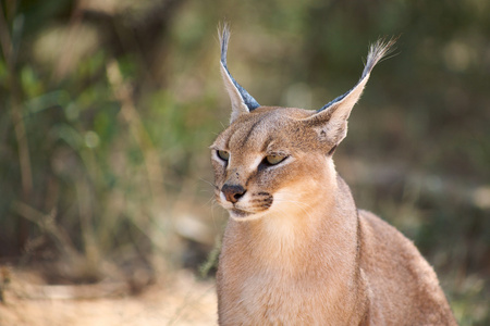 纳米比亚Harnas基金会的Caracal