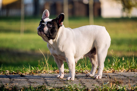 斗牛犬户外可爱的法国斗牛犬在秋季户外草照片