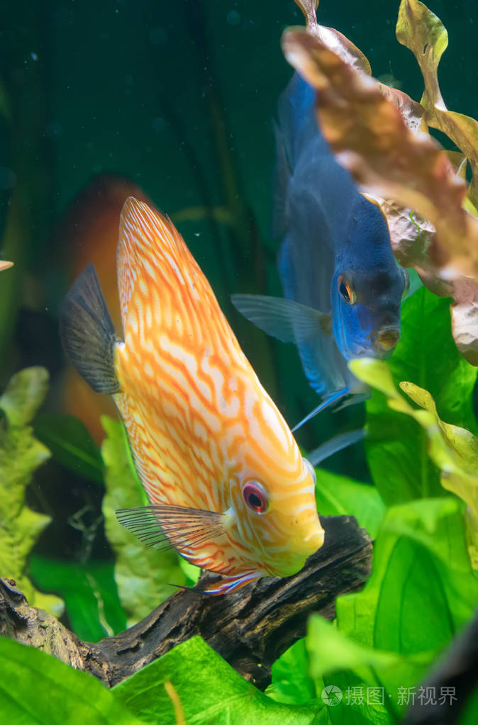 在水族馆里的鱼铁饼七彩神仙