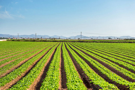 沙拉叶子在农田里生长。西班牙