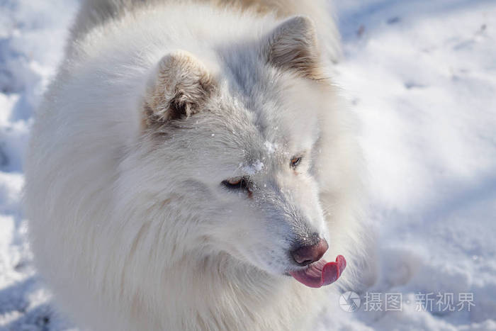 美丽的白色西伯利亚萨摩耶狗在雪地里