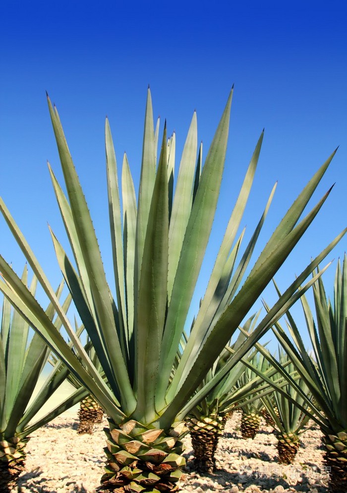 墨西哥代表性植物图片