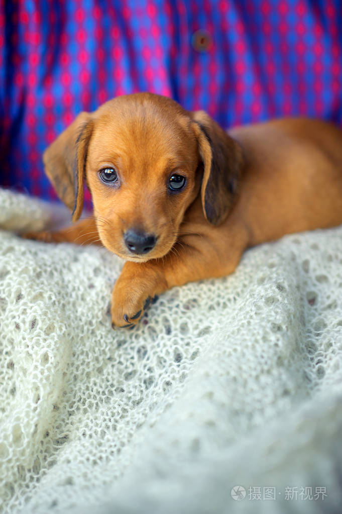 可爱的小猎犬的小狗