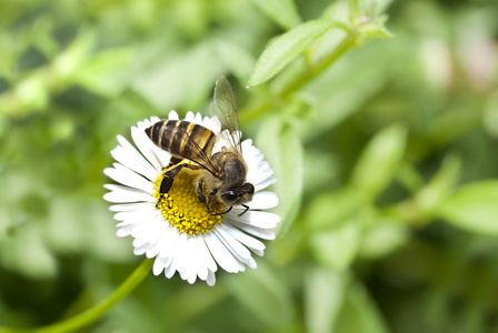 有花和自然背景的蜜蜂特写照片