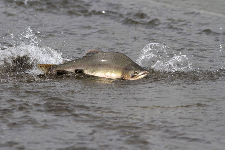 雄粉红鲑鱼漂浮在河的浅口。