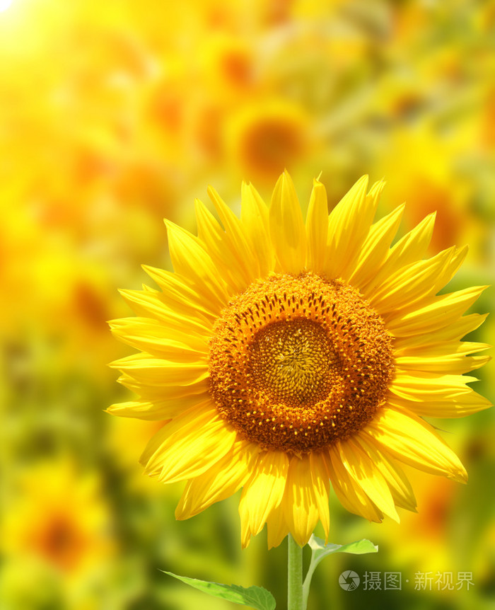 向日葵葵花sunflower的名词复数