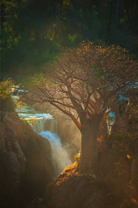 纳米比亚背景上有大山瀑布的猴面包树