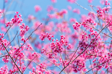 美丽的粉红色的花, 野生喜马拉雅樱桃花 杏 ceras