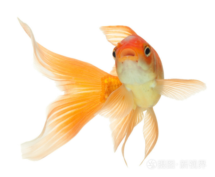 白色的金鱼