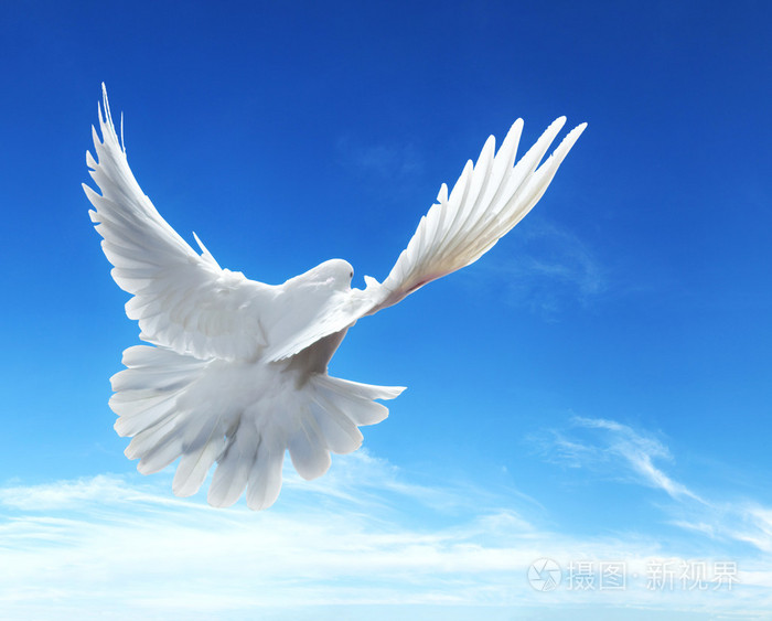 在蓝天前张开翅膀在空中飞翔