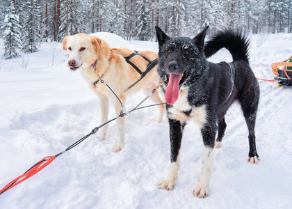 罗瓦涅米冬季森林雪橇犬