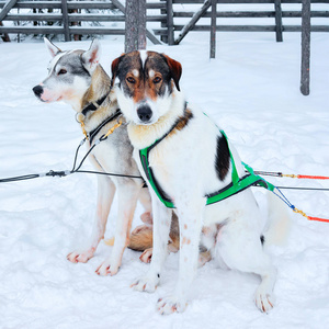 罗瓦涅米冬季森林中的雪橇犬