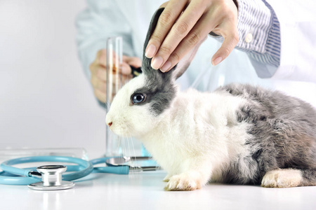 动物和卫生保健的概念，兽医正在检查一只可爱的兔子在医院