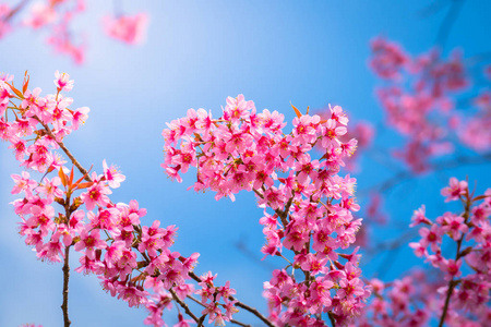 樱花花正在盛开的花朵，在泰国清迈