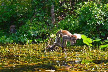 比利时从河里从河里喝水的猴子照片