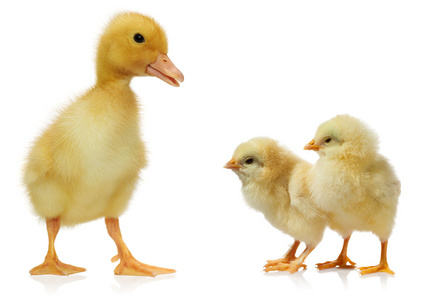 小鸡小鸭简笔画图片