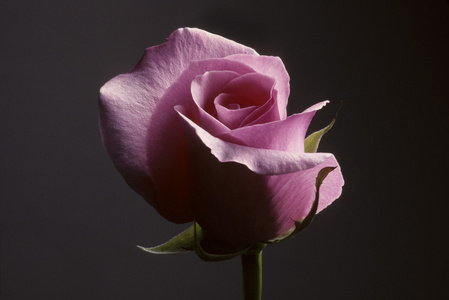 粉玫瑰在灰色背景下的特写图片