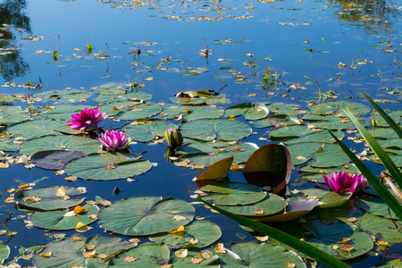 池塘里漂浮着美丽明亮的粉红色睡莲