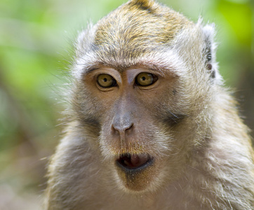 关闭丛林中的猴子。 印度尼西亚